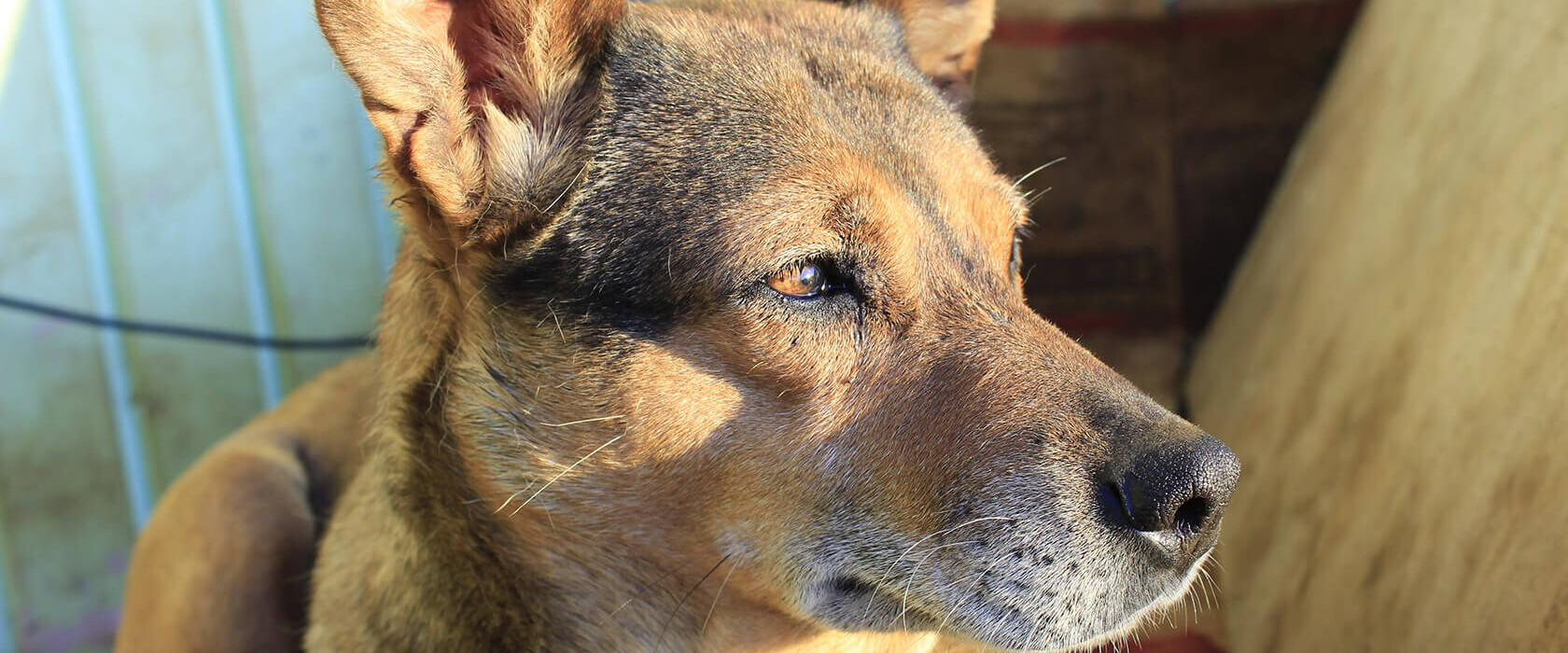 Ein weiser Hund blickt in die Ferne