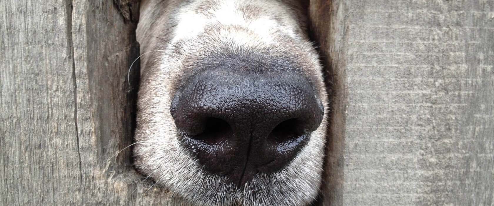 Hundeschule Blickwechsel - Hundetraining, Verhaltensberatung - Hundenase Großaufnahme
