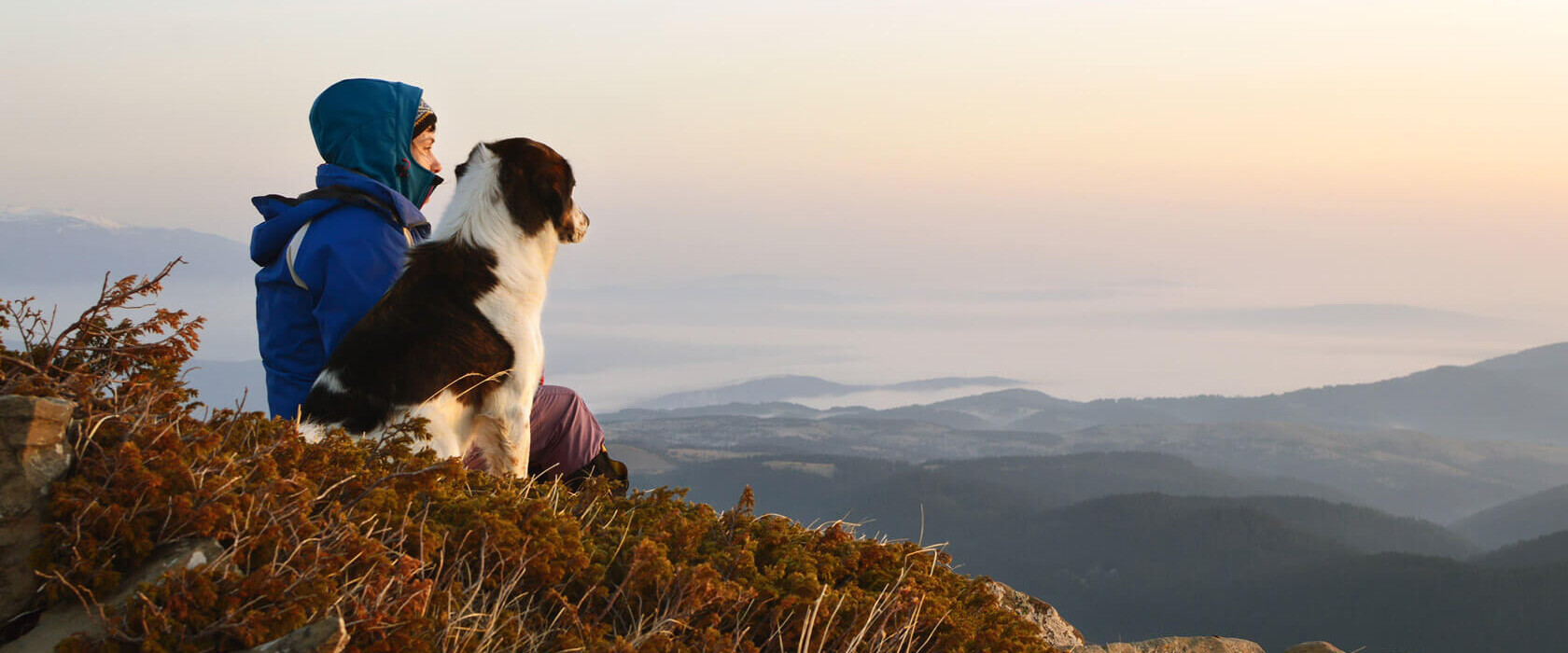 Hundetraining, Verhaltensberatung - Blick in die Weite