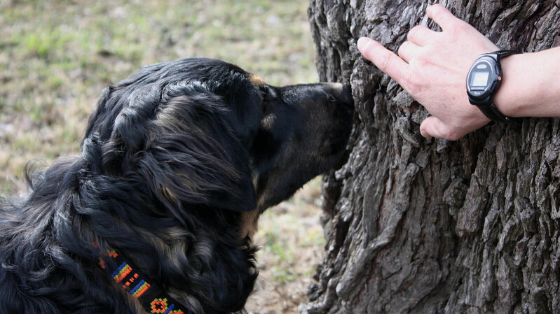 Geocaching mit Hund: Teamwork für Mensch und Hund, Zusammenarbeit
