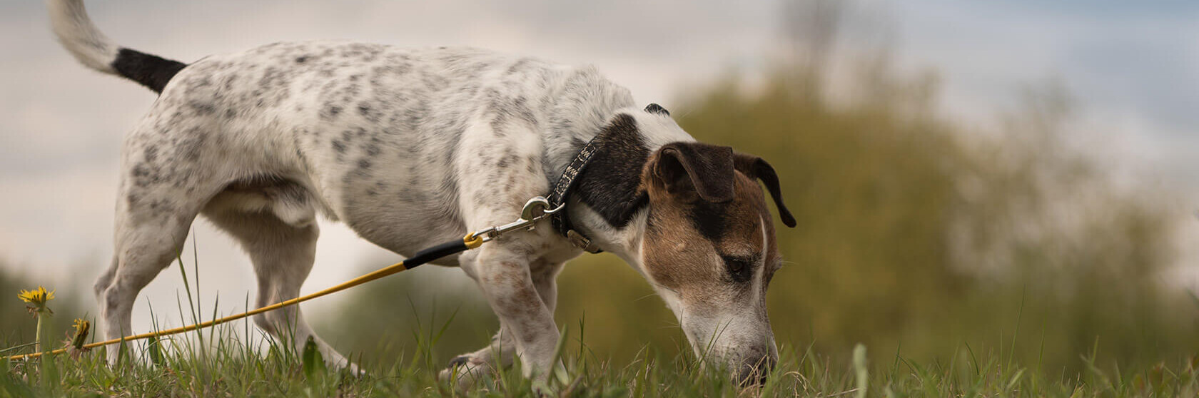 Geocaching mit Hund - Jack Russel Terrier in der Suche