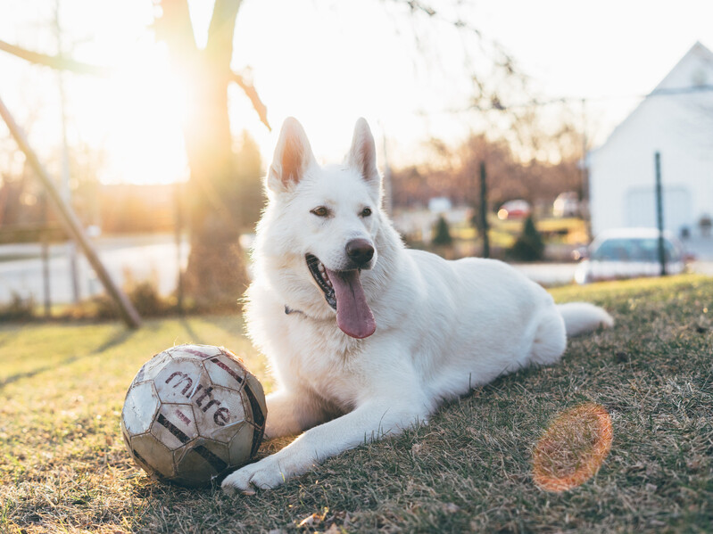 Blogartikel zur Mehrhundehaltung, Rudelhaltung, Gruppenhaltung: weißer Schäferhund und Fussball