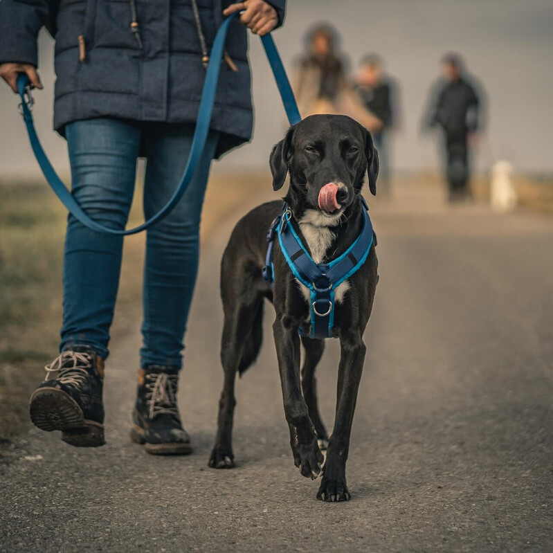 Spaziergang Mensch mit Hund, körpersprachliche Kommunikation