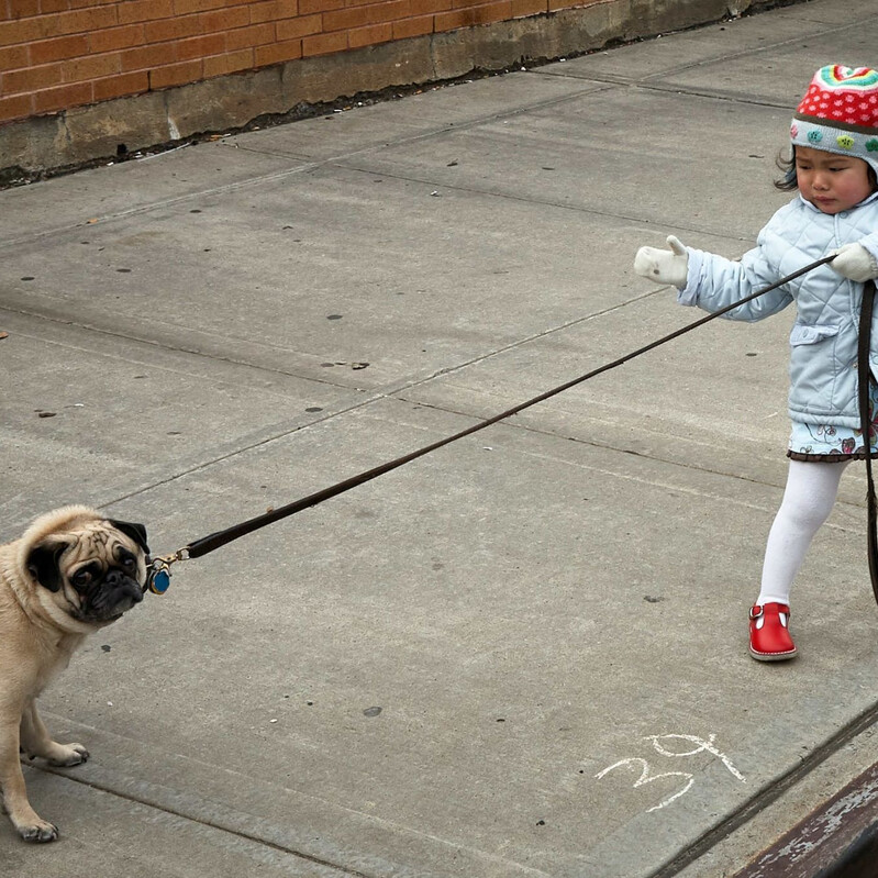Hund Mops schaut unglücklich Kind zieht an Leine