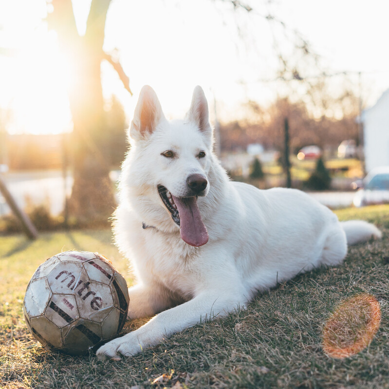 Blogartikel zur Mehrhundehaltung, Rudelhaltung, Gruppenhaltung: weißer Schäferhund und Fussball