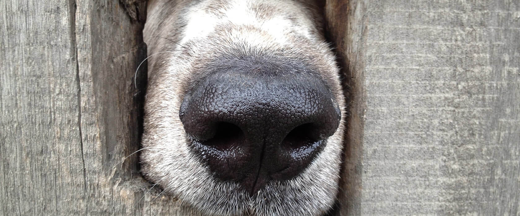Hundenase ganz groß - Geocaching mit Hund: Nasenarbeit, Teamwork, sinnvolle Beschäftigung und Auslastung