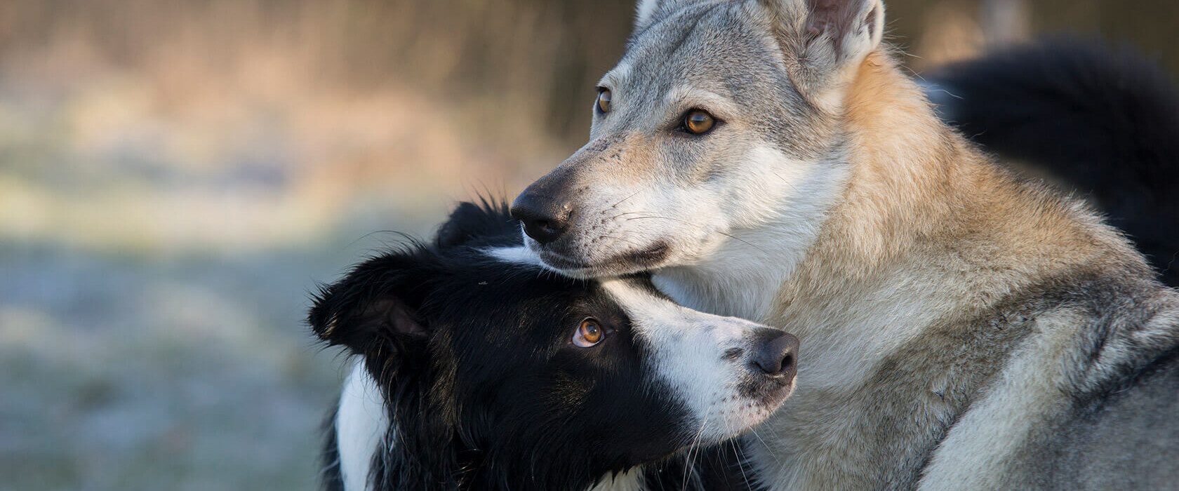 Blickwechsel zweier Hunde: Vertrauen und Nähe