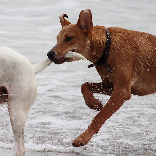 Hundetraining in Würzburg, freche Junghunde, Hundeerziehung, Hundeschule